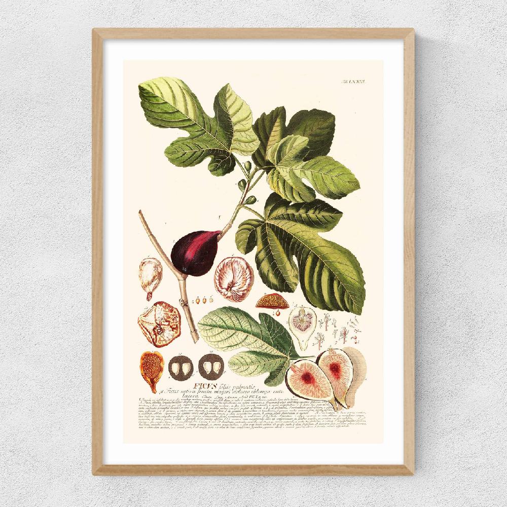 East End Prints Ficus
