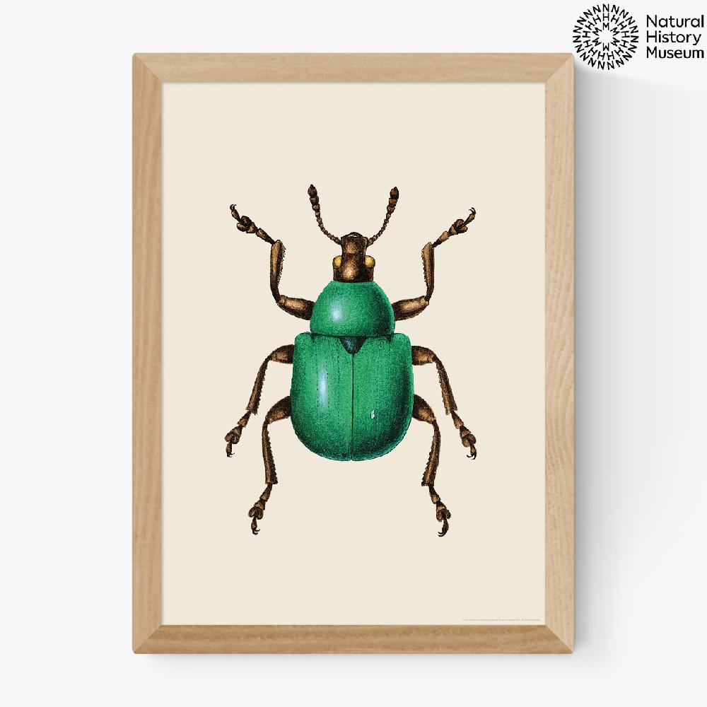 East End Prints Green Beetle