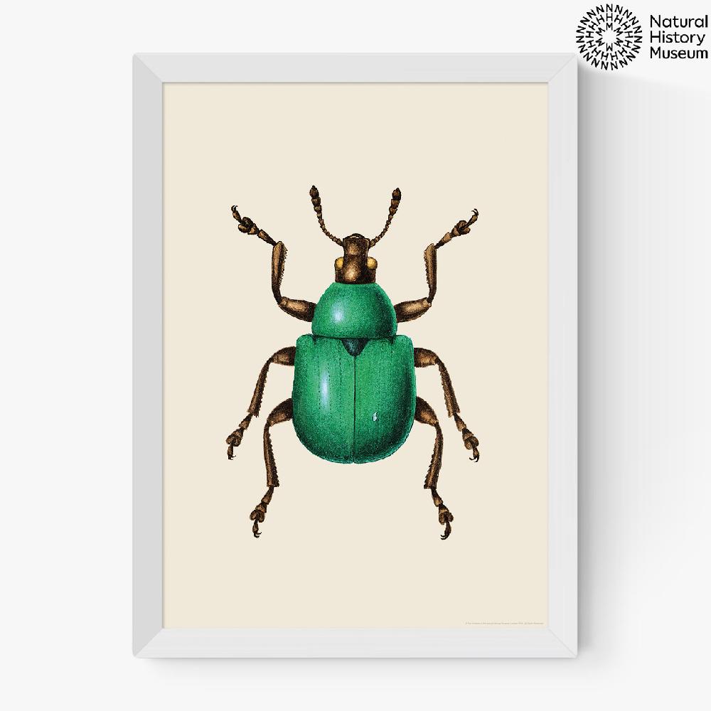 East End Prints Green Beetle