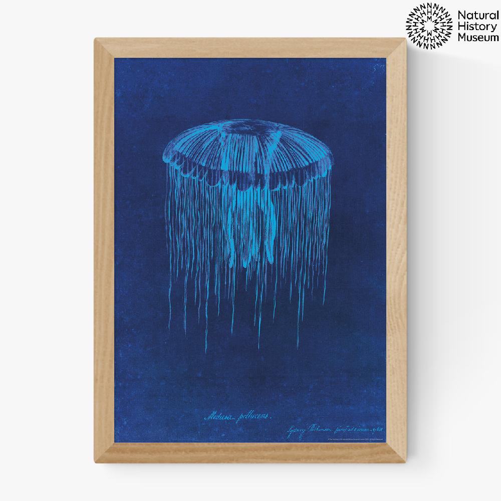 East End Prints Lion's Mane Jellyfish