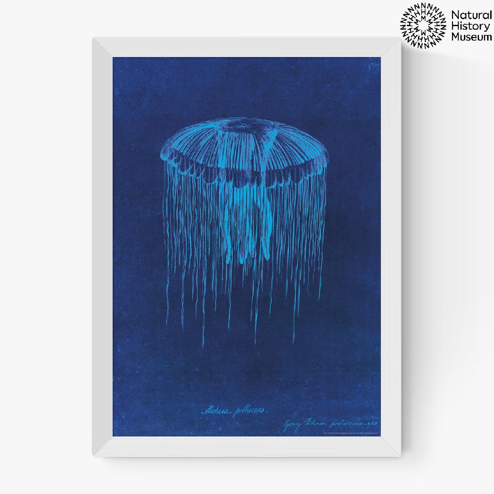 East End Prints Lion's Mane Jellyfish