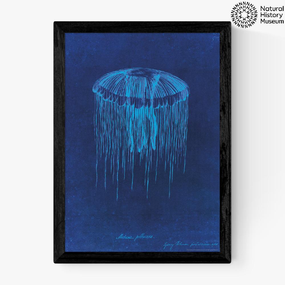 east end prints Lion's Mane Jellyfish