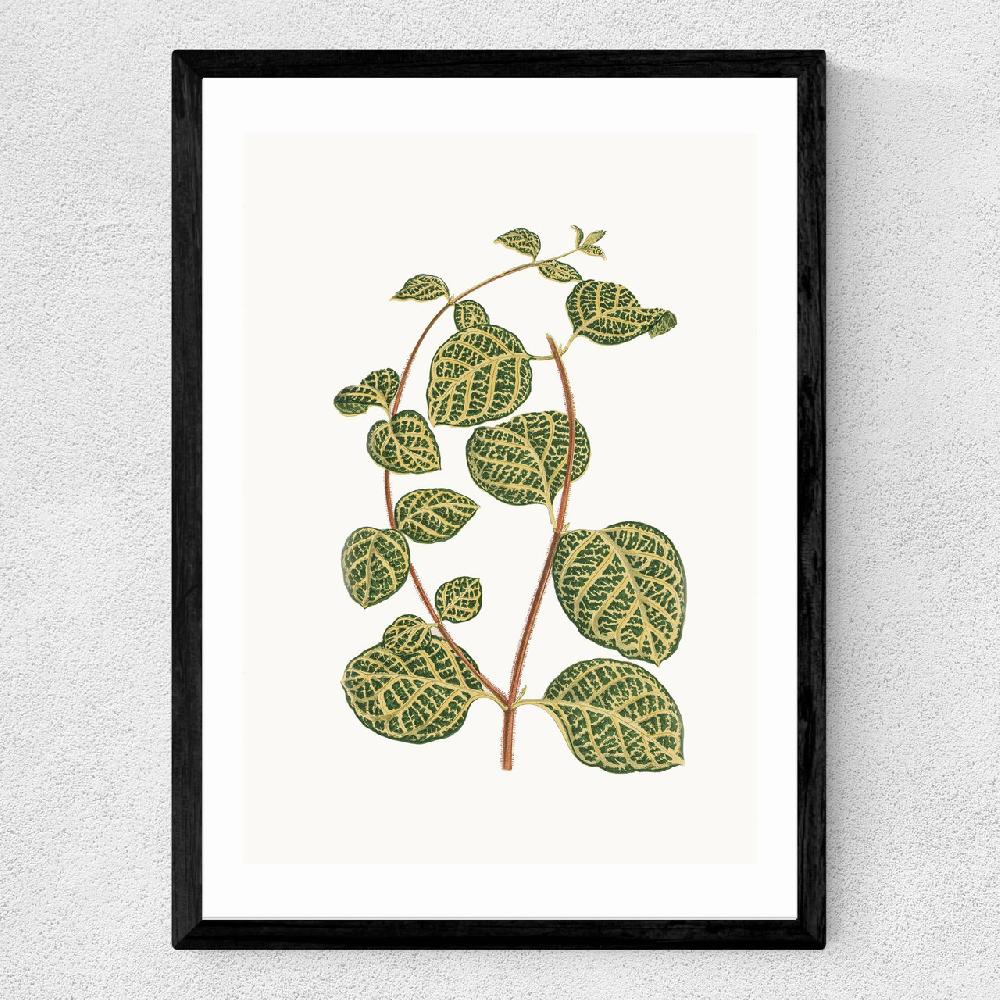 East End Prints Lonicera Brachypoda