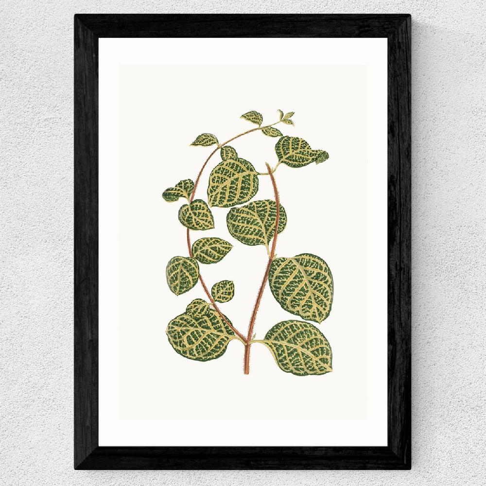 East End Prints Lonicera Brachypoda