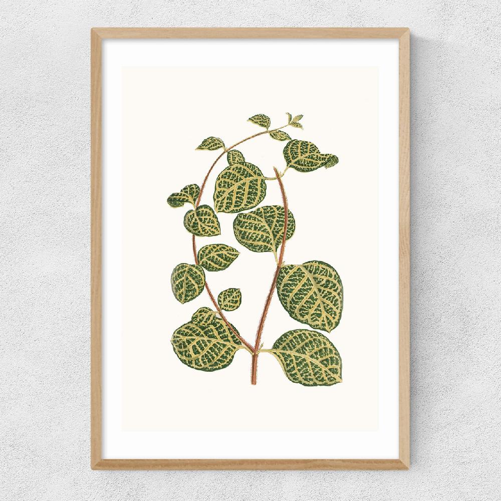 East End Prints Lonicera Brachypoda