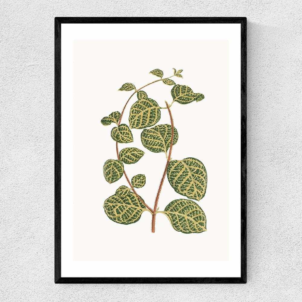 east end prints Lonicera Brachypoda