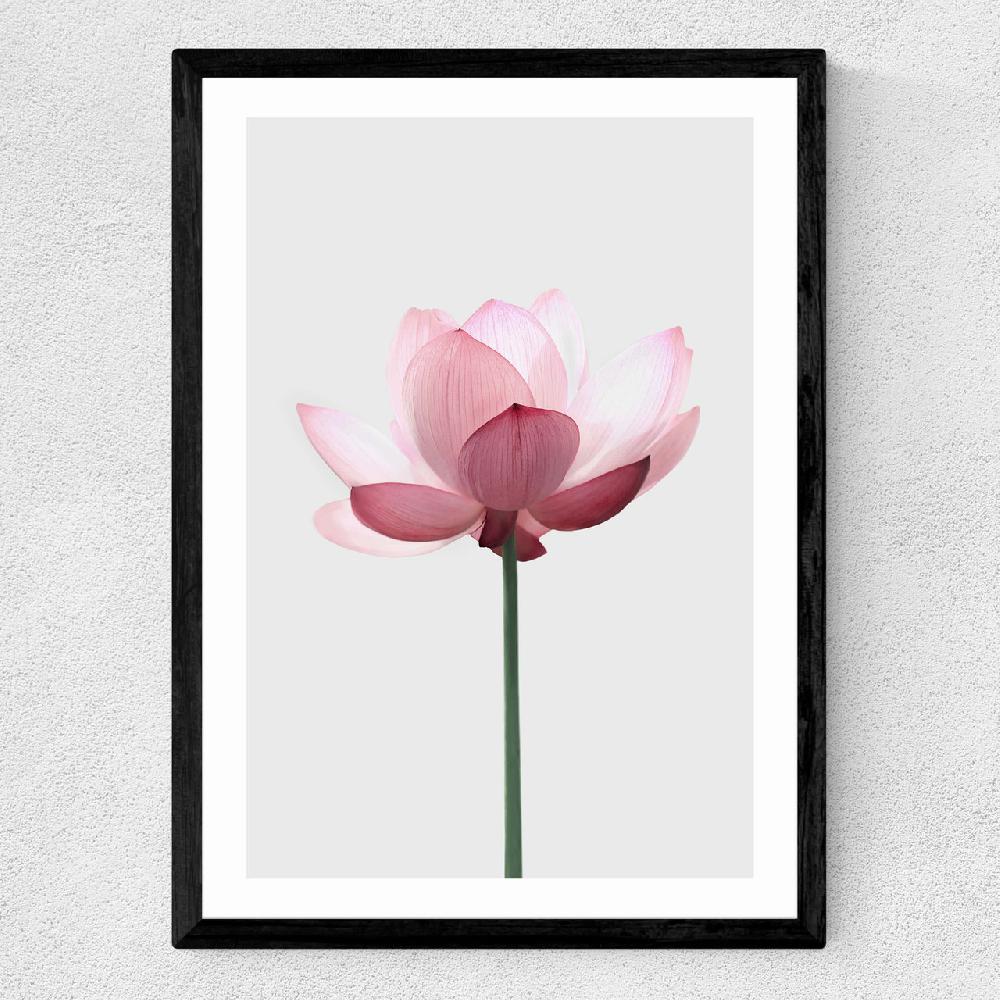 East End Prints Lotus