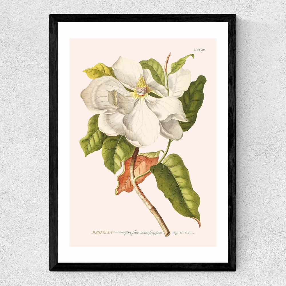 East End Prints Magnolia By Aster