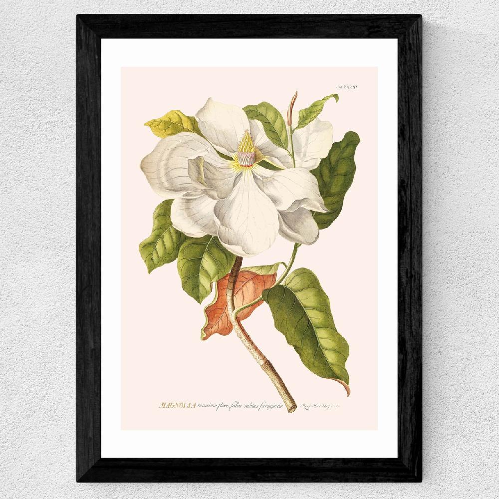 East End Prints Magnolia By Aster