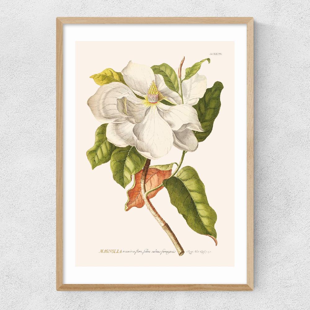 East End Prints Magnolia By Aster