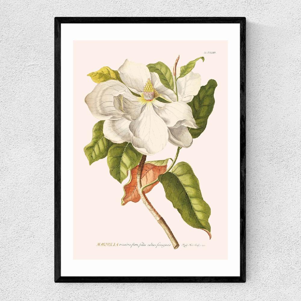 east end prints Magnolia by Aster