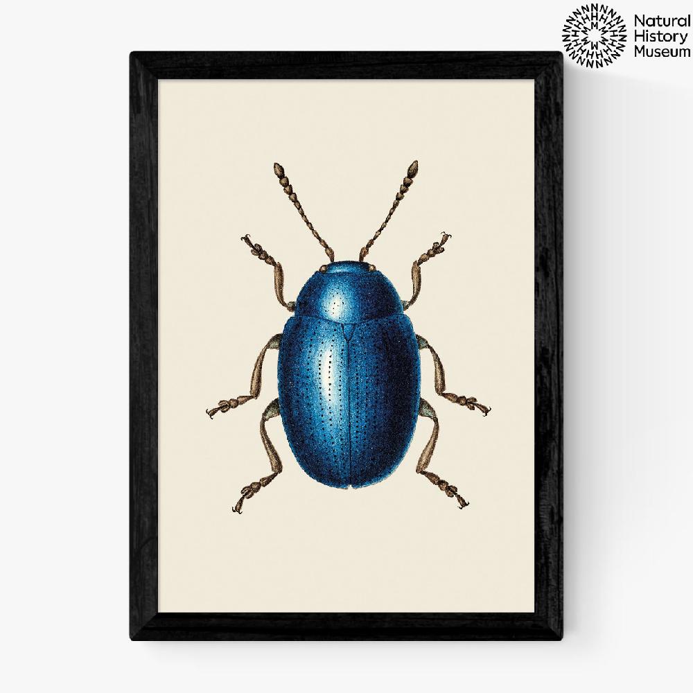east end prints Mustard Beetle