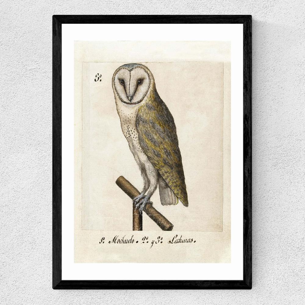 East End Prints Owl Medieval