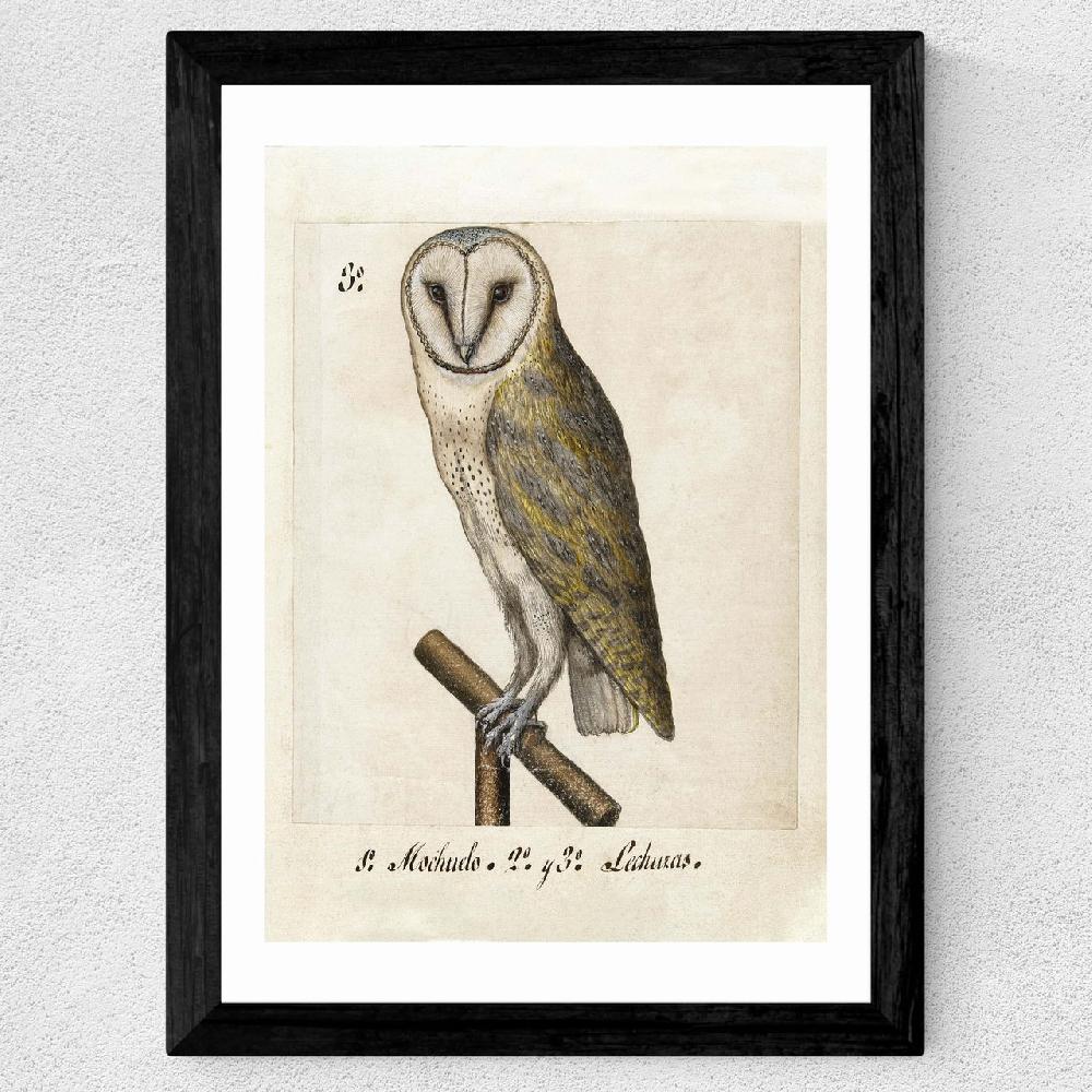 East End Prints Owl Medieval