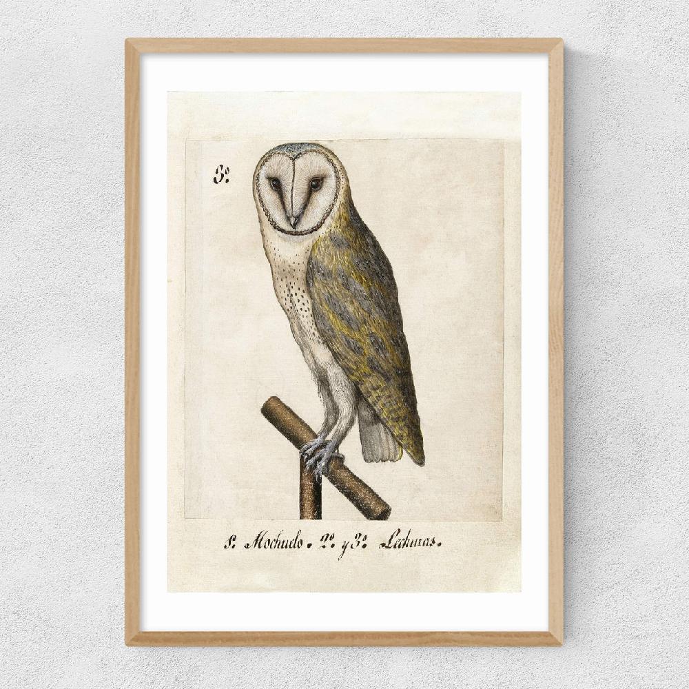 East End Prints Owl Medieval