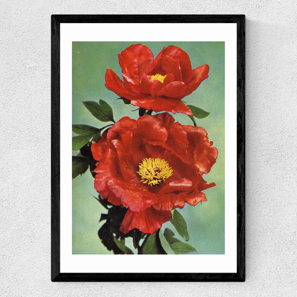 East End Prints Paeonia Suffruticosa 1950s