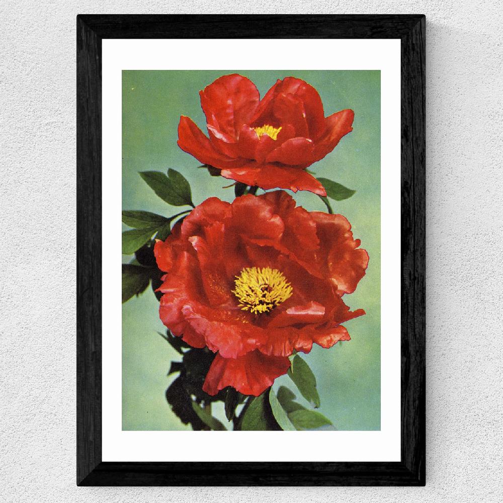 East End Prints Paeonia Suffruticosa 1950s