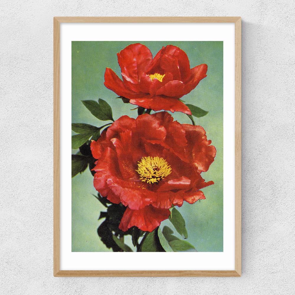 East End Prints Paeonia Suffruticosa 1950s
