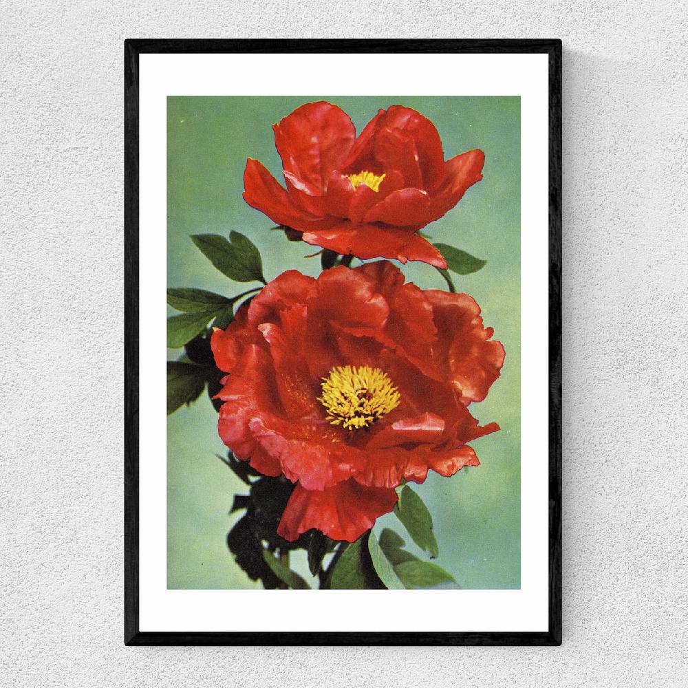east end prints Paeonia Suffruticosa 1950s