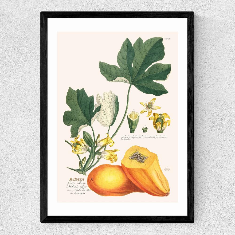 East End Prints Papaya By Aster