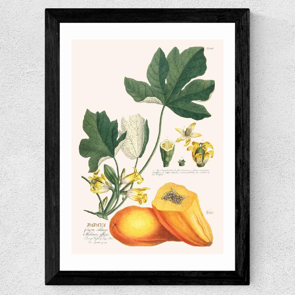 East End Prints Papaya By Aster