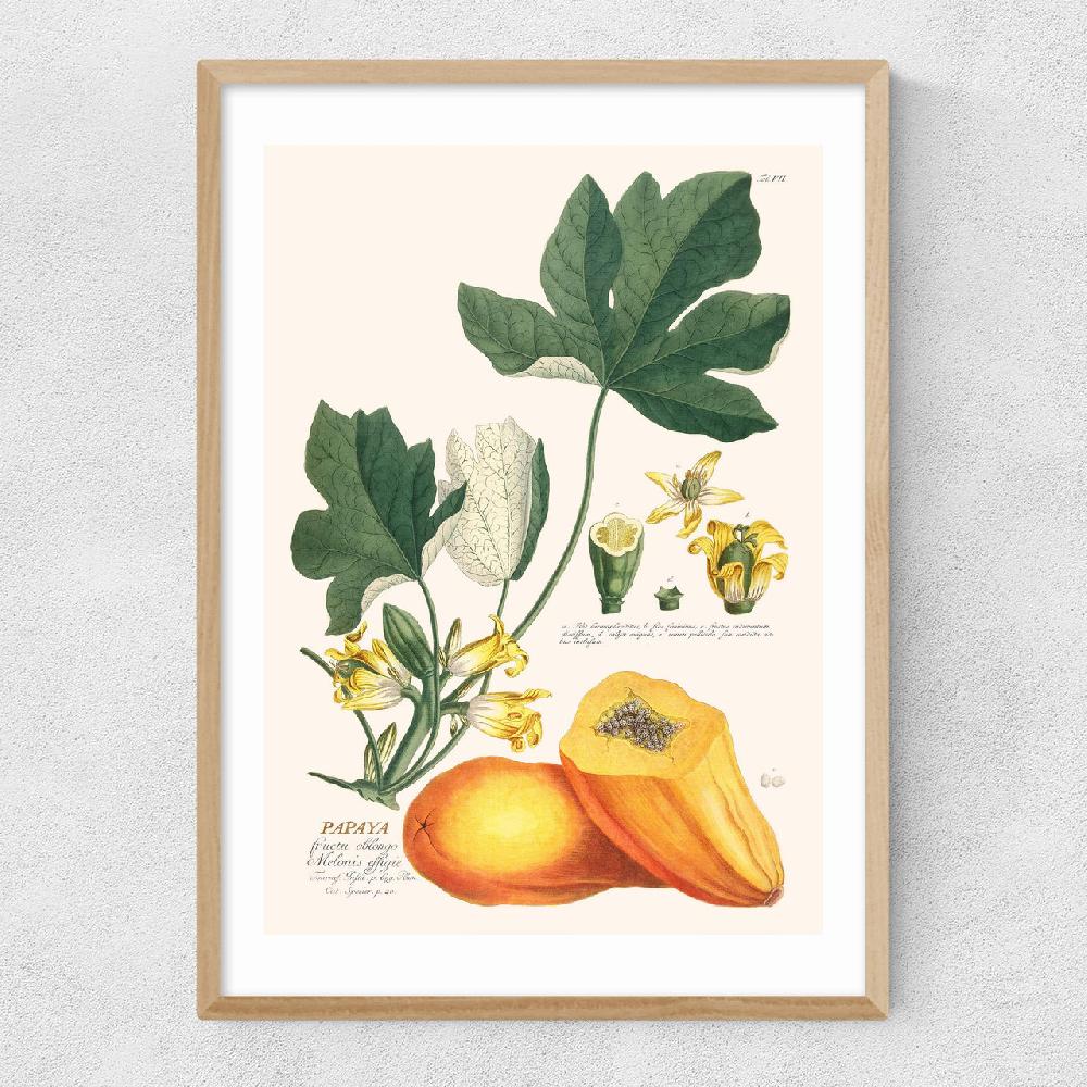 East End Prints Papaya By Aster