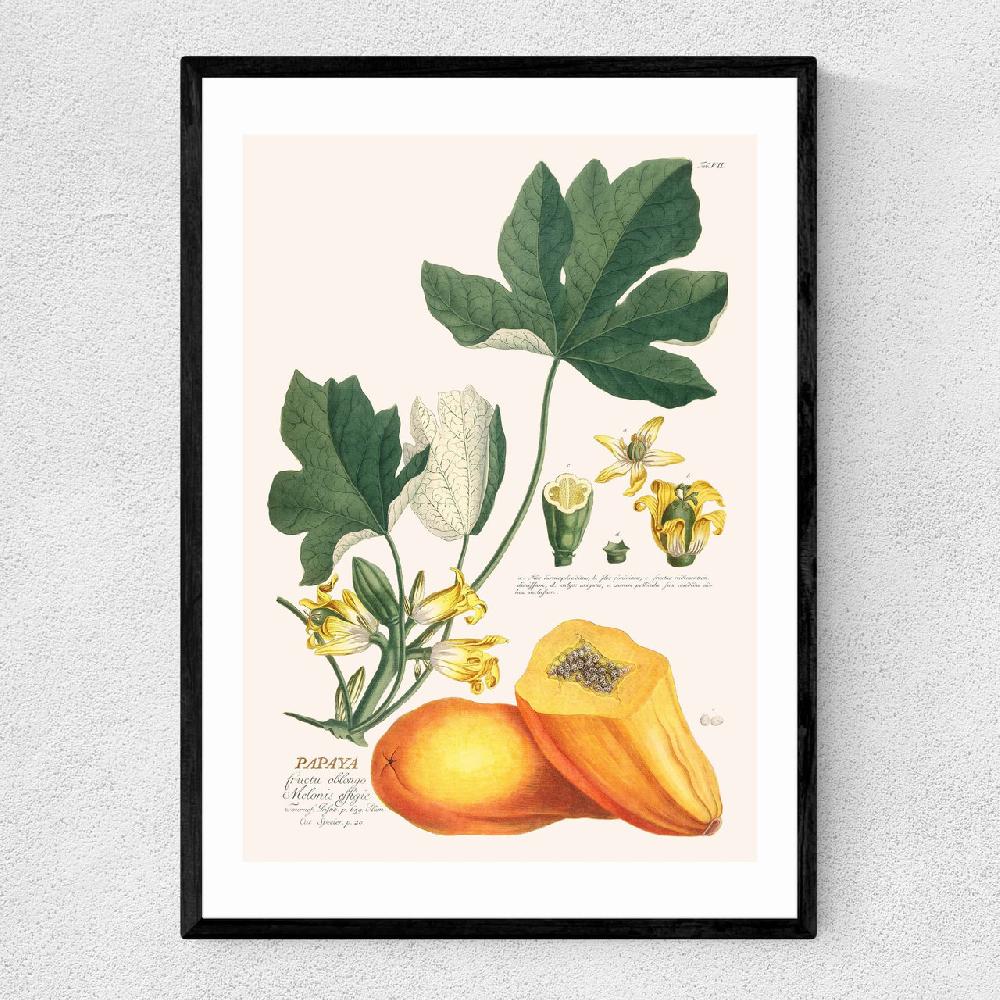 east end prints Papaya by Aster
