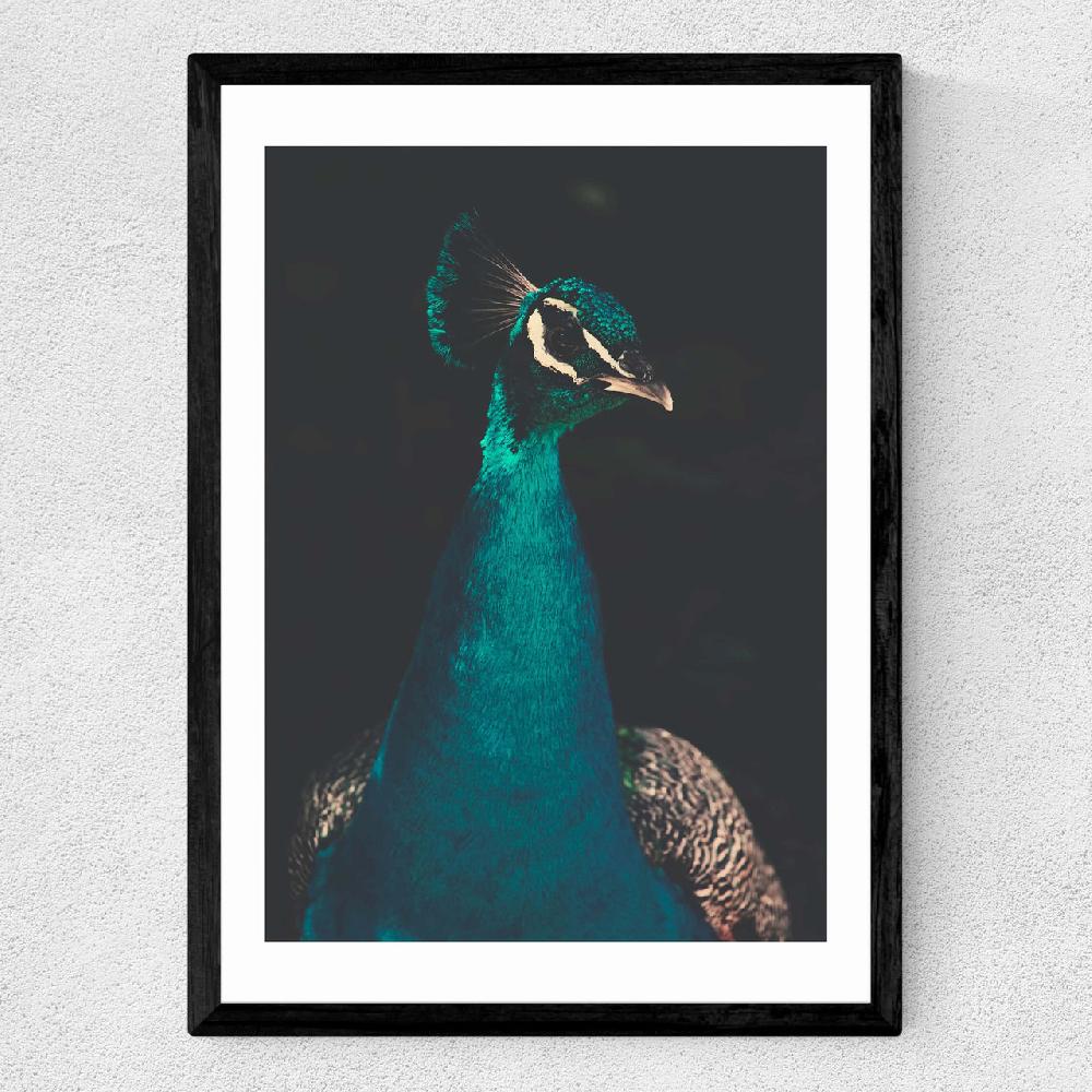 East End Prints Peacock And Proud