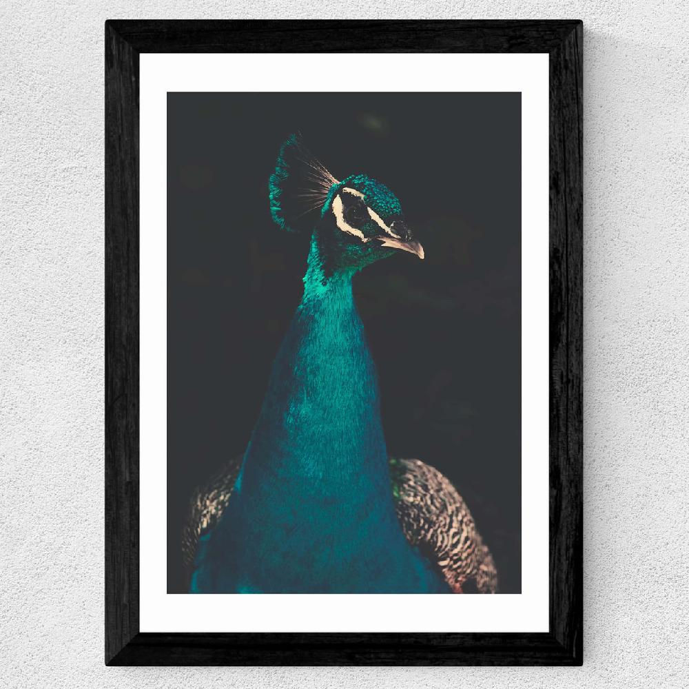 East End Prints Peacock And Proud