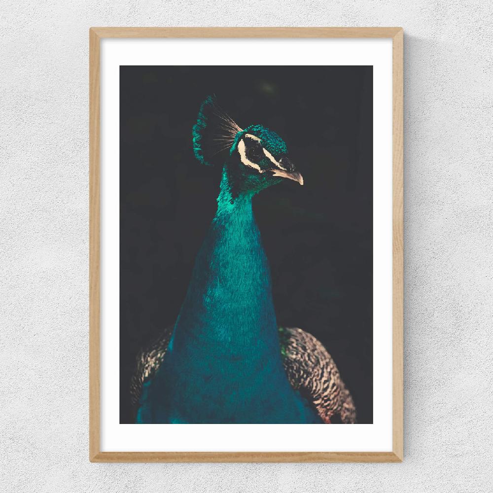 East End Prints Peacock And Proud