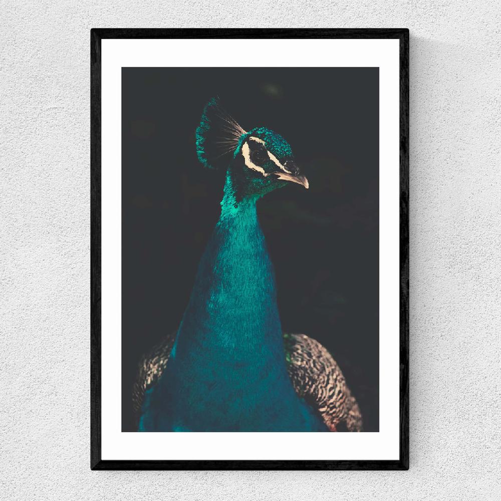 east end prints Peacock and Proud