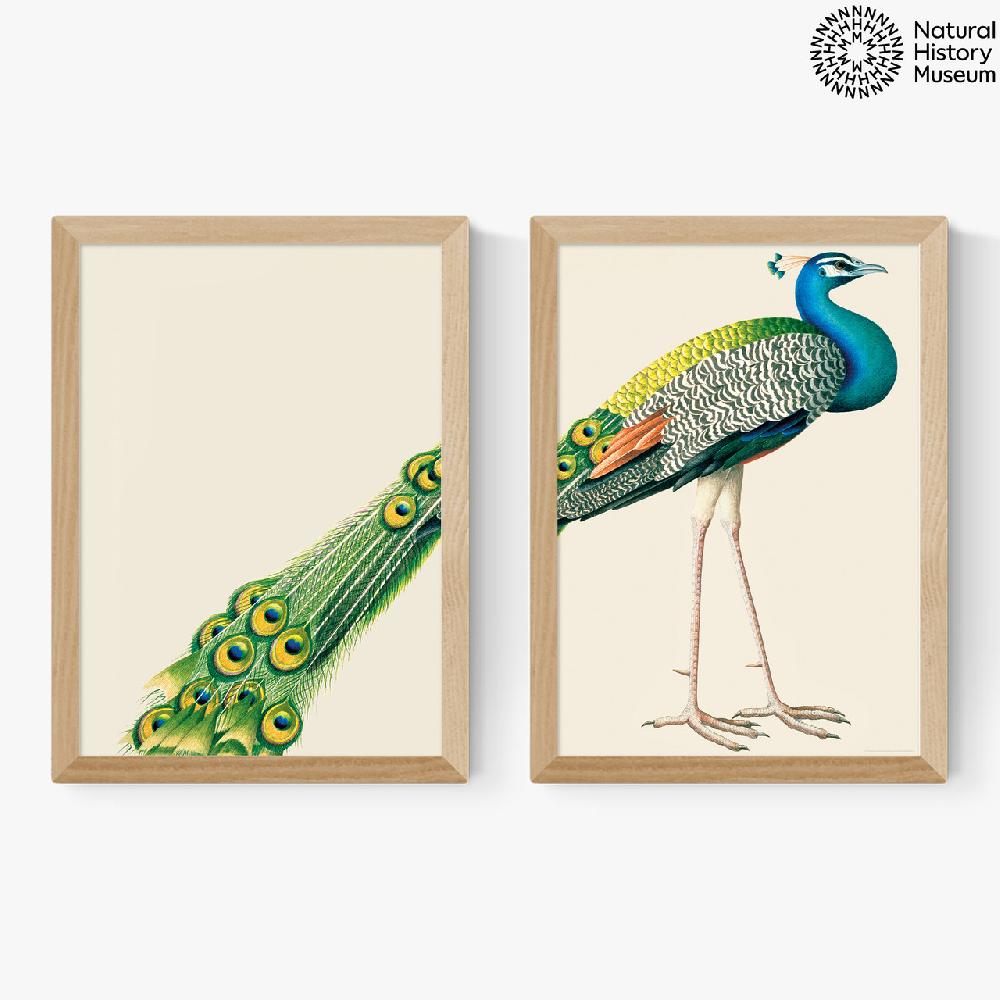 East End Prints Peacock Diptych