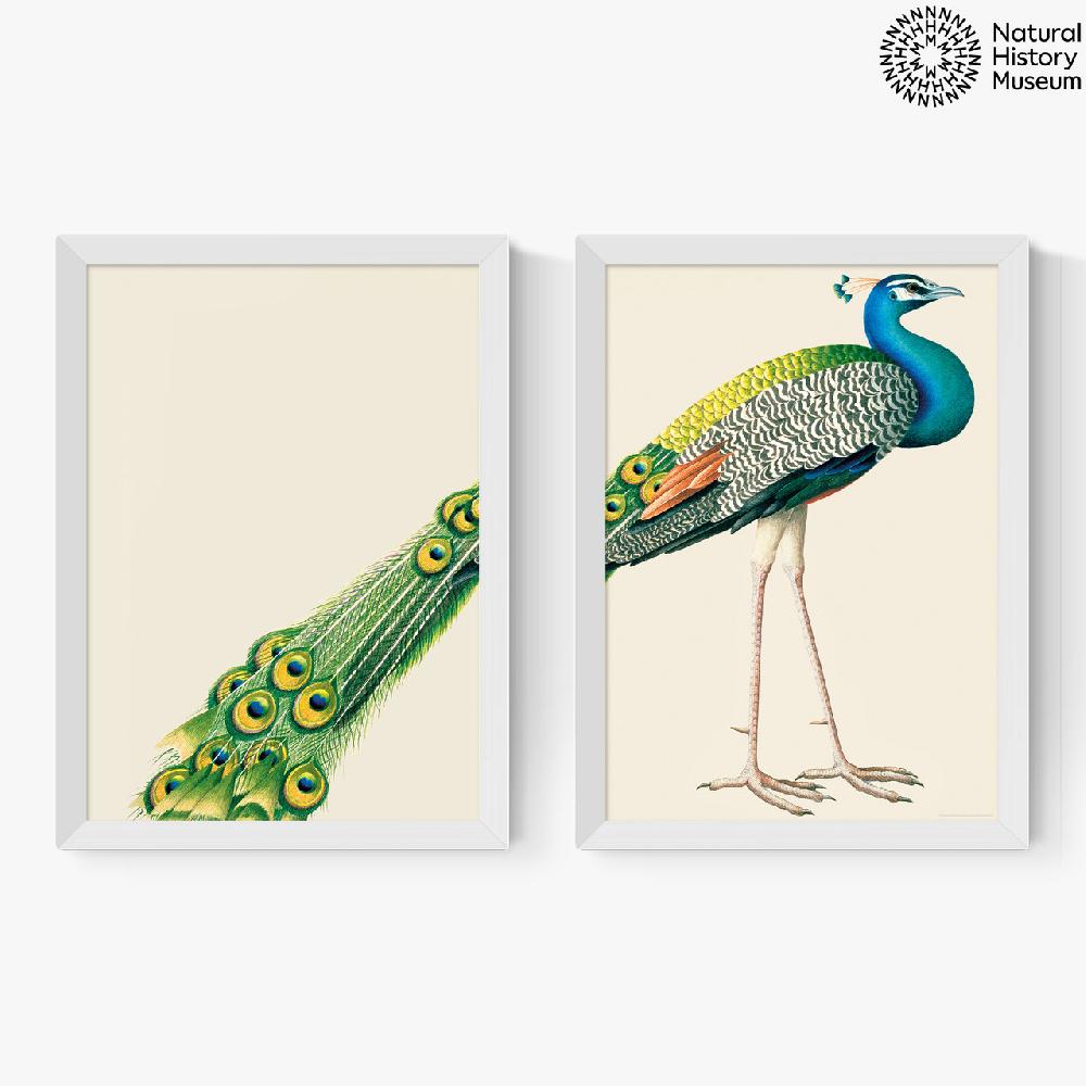 East End Prints Peacock Diptych