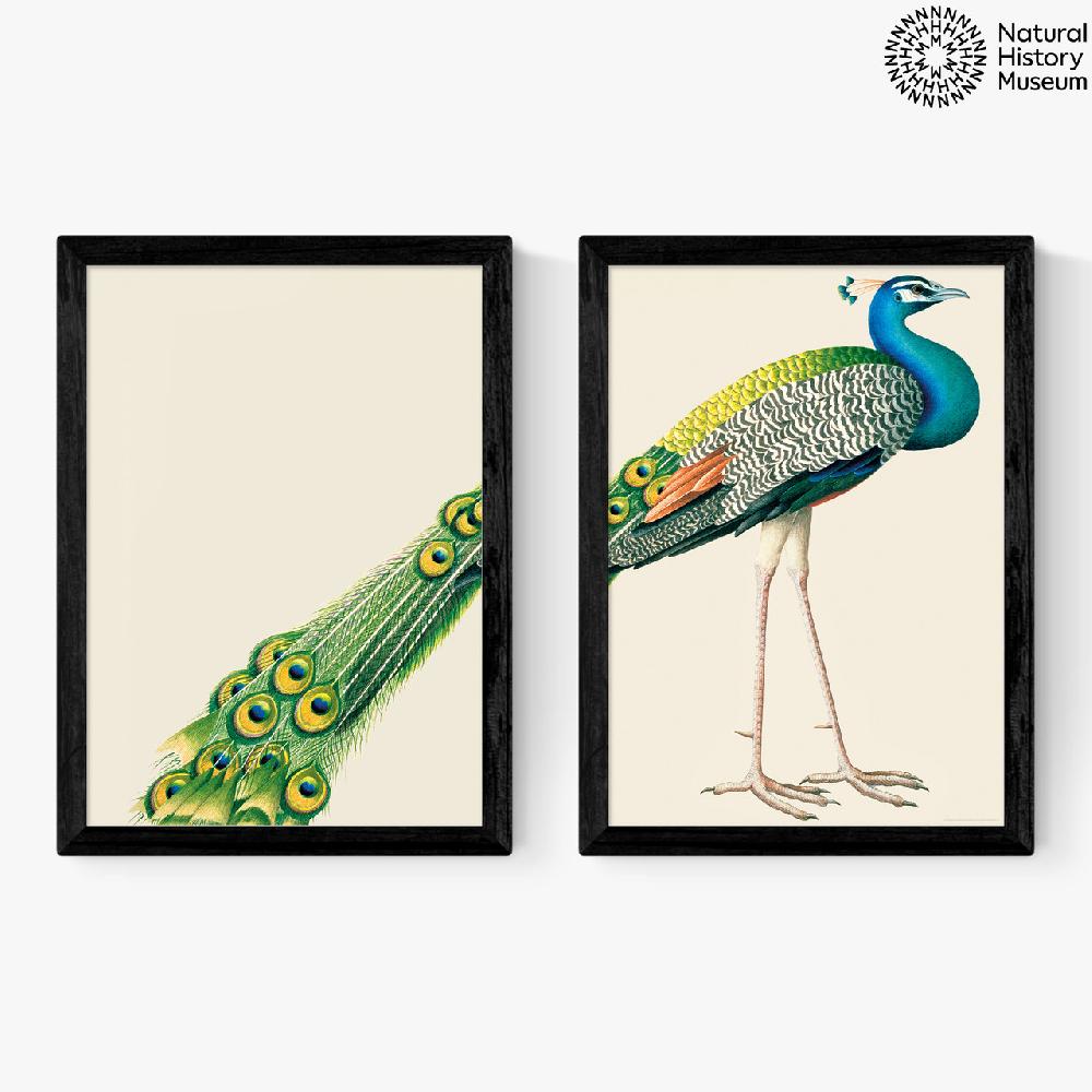 east end prints Peacock Diptych