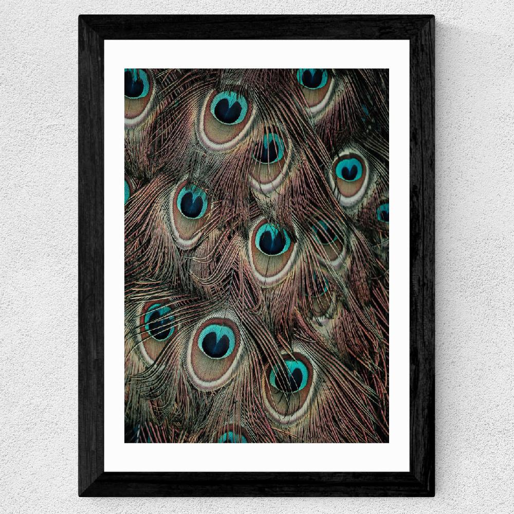 East End Prints Peacock Feathers