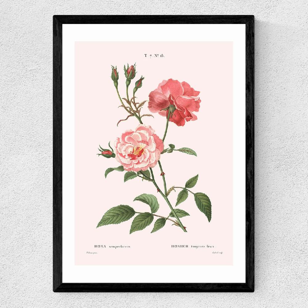 East End Prints Rosa Semperflorens