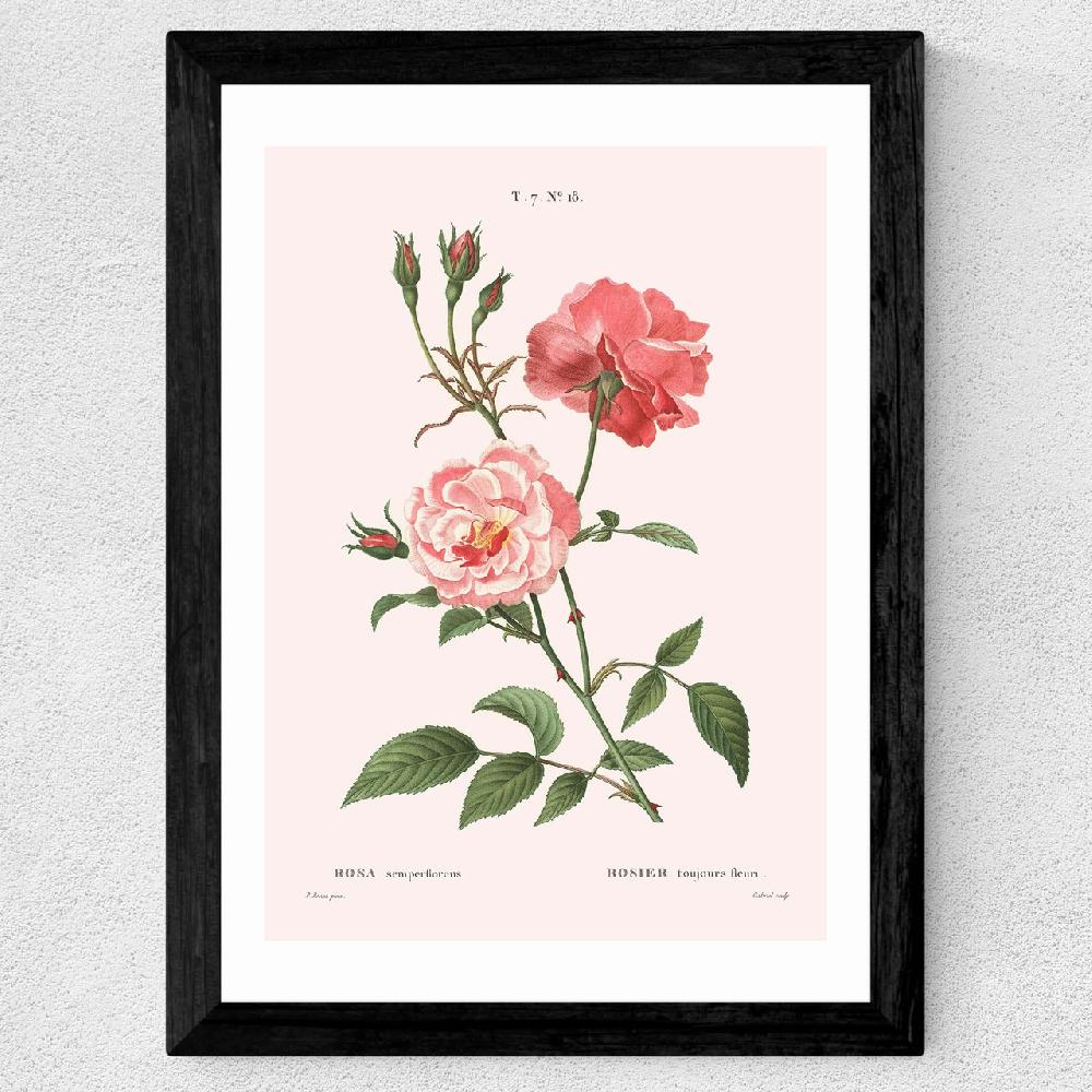 East End Prints Rosa Semperflorens