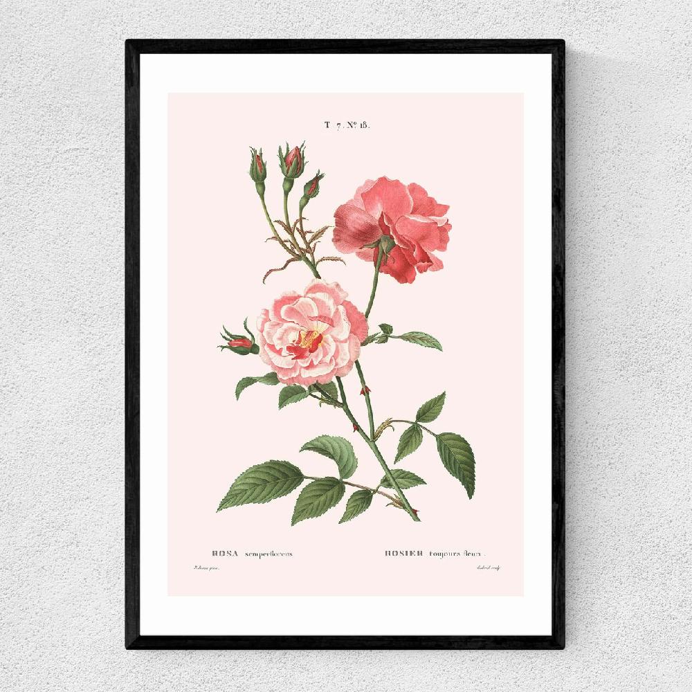 east end prints Rosa Semperflorens