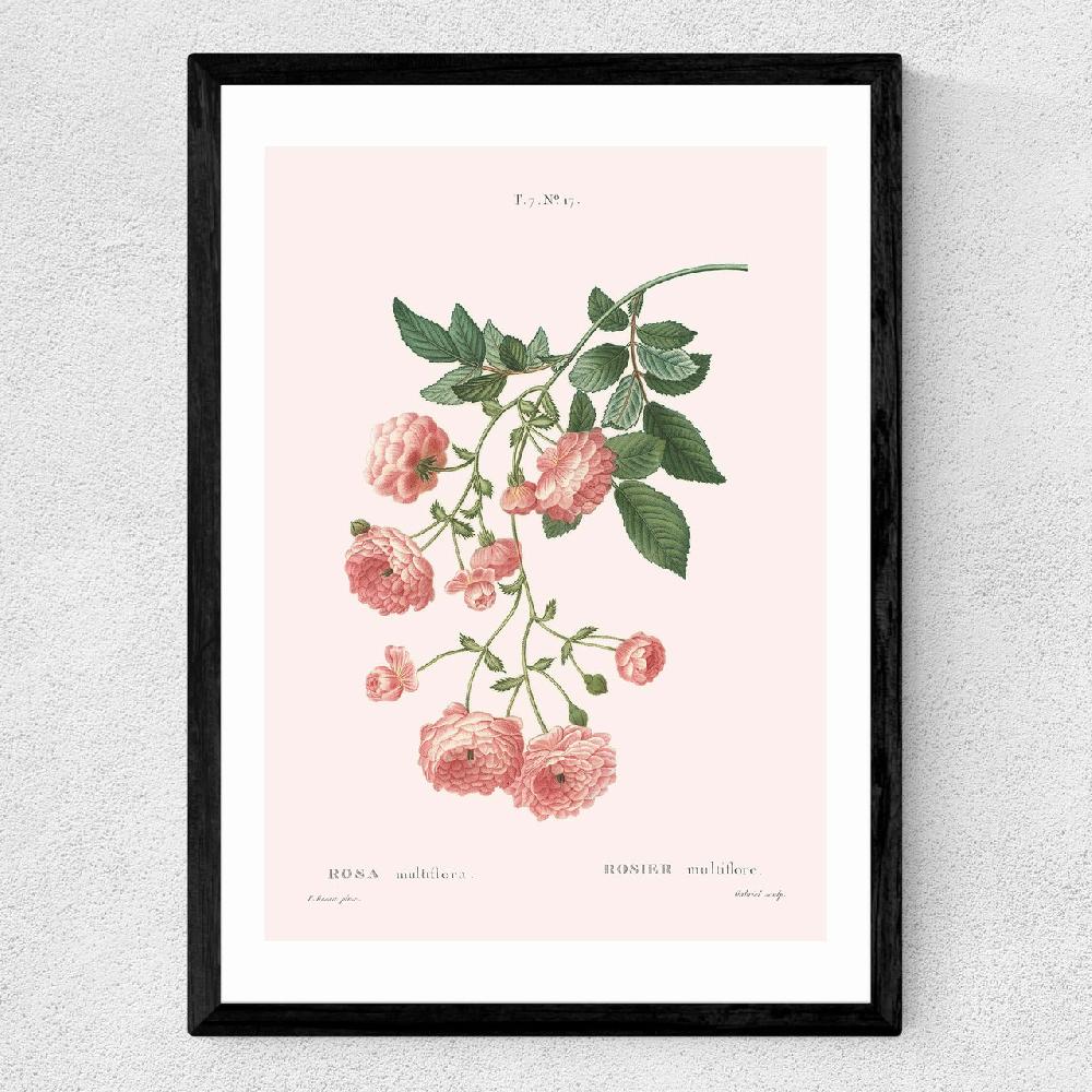 East End Prints Rosier By Aster