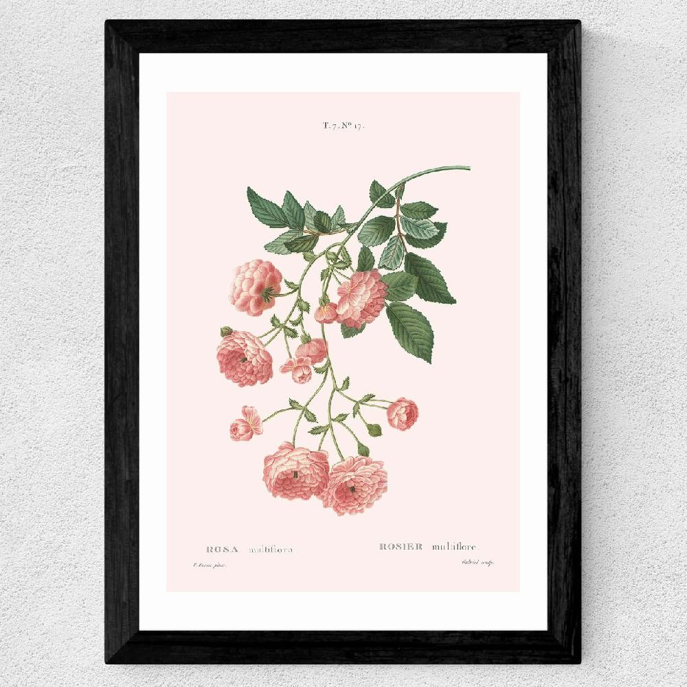 East End Prints Rosier By Aster