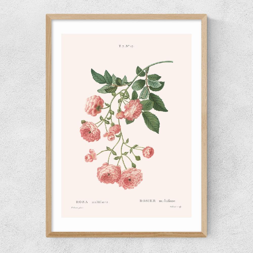 East End Prints Rosier By Aster