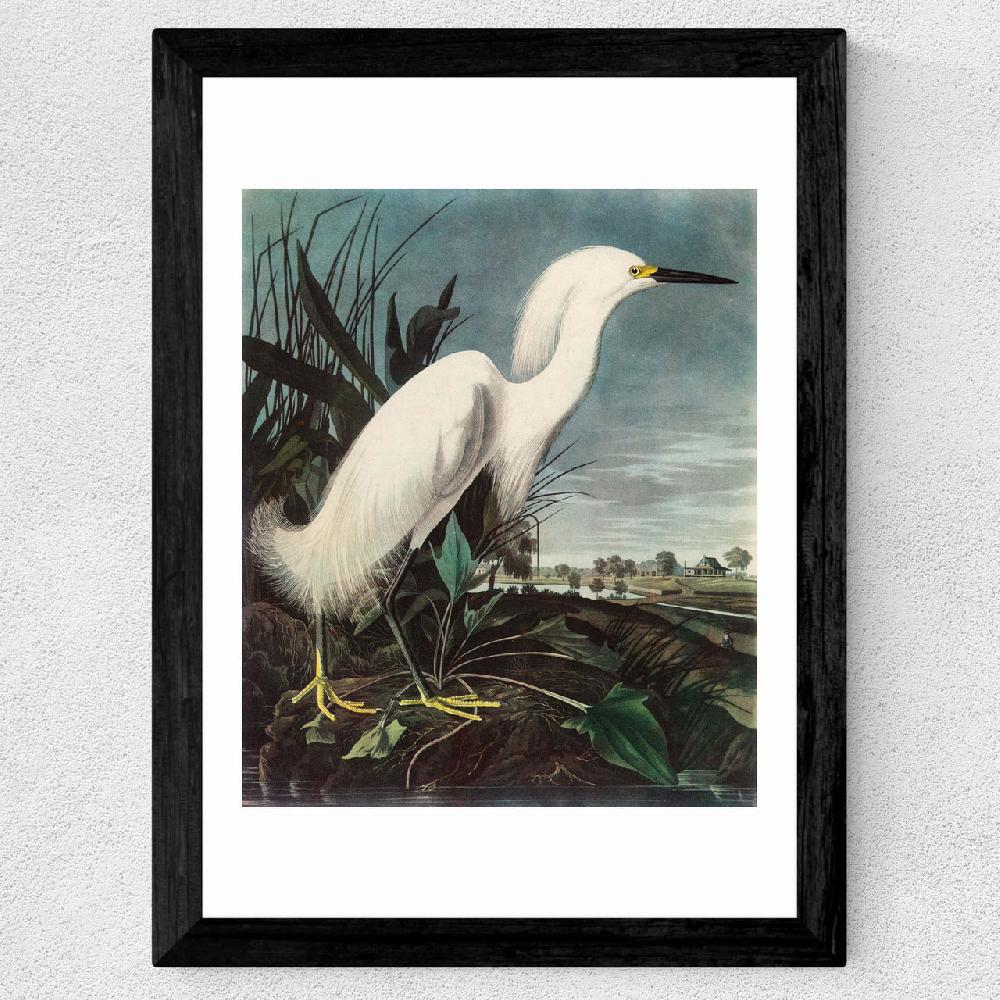 East End Prints Snowy Egret By John James Audubon