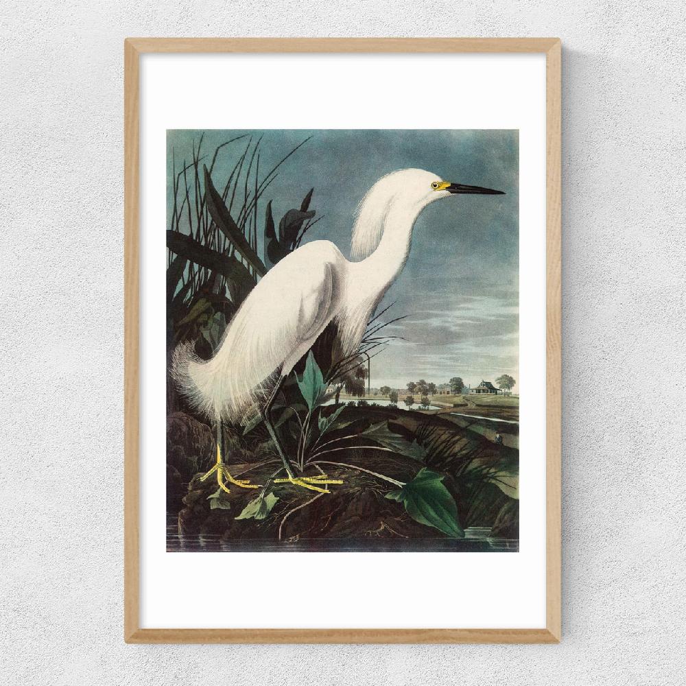 East End Prints Snowy Egret By John James Audubon