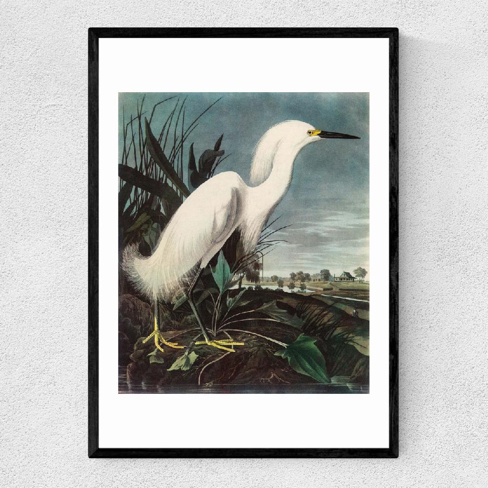 east end prints Snowy Egret by John James Audubon