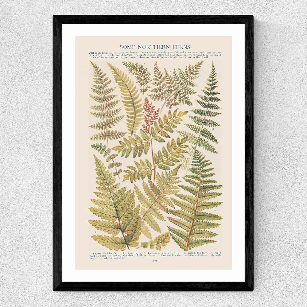 East End Prints Some Nothern Ferns