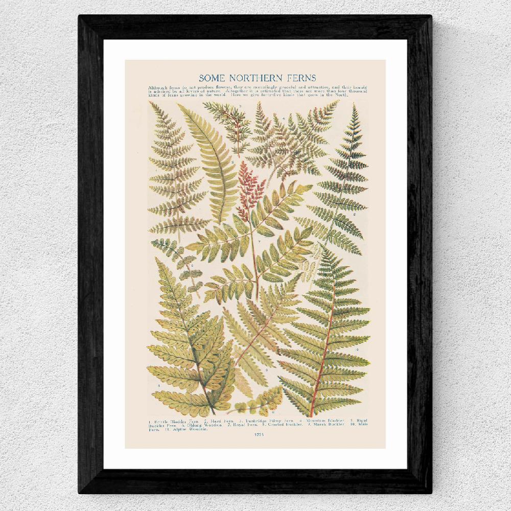 East End Prints Some Nothern Ferns