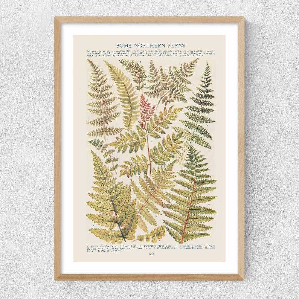 East End Prints Some Nothern Ferns