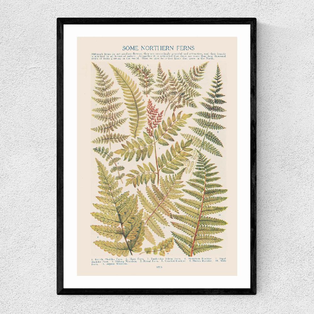east end prints Some Nothern Ferns