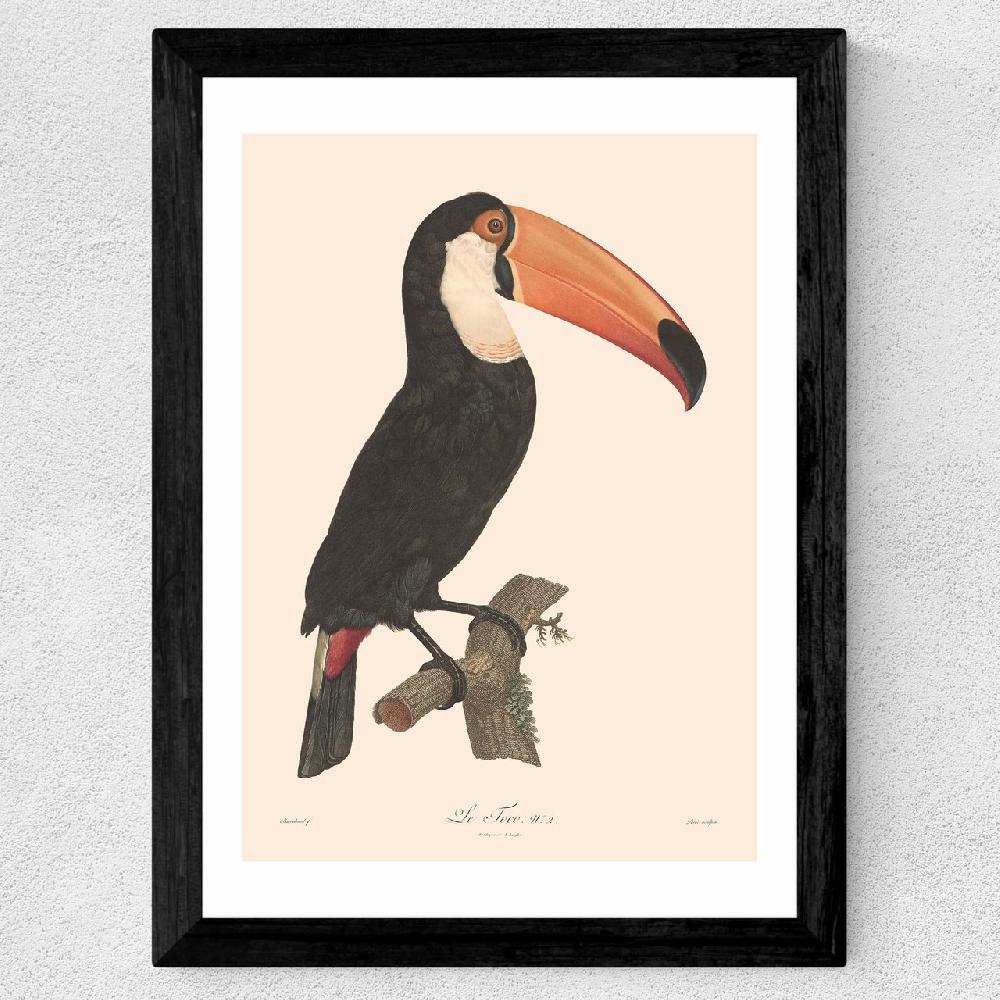 East End Prints Toucan By Aster