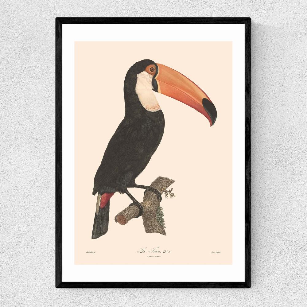 east end prints Toucan by Aster